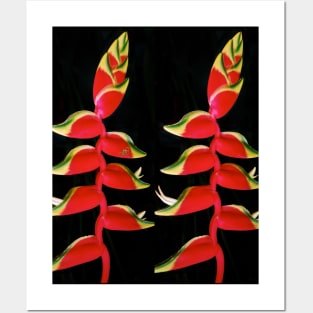 Strelitzia Posters and Art